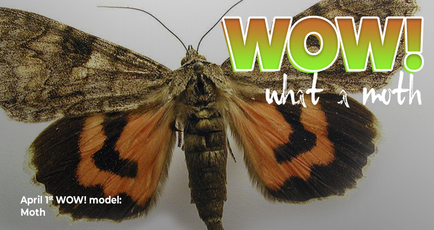 Wow, what a moth